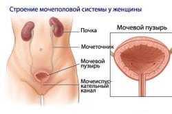 Структура кожи головы и волоса
