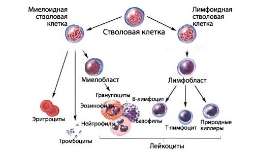 Схема образования дефектных стволовых клеток при волосатоклеточном лейкозе Схема образования дефектных стволовых клеток при волосатоклеточном лейкозе