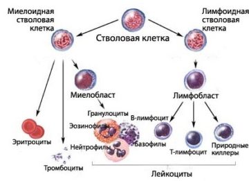 Особенности развития волосатоклеточного лейкоза